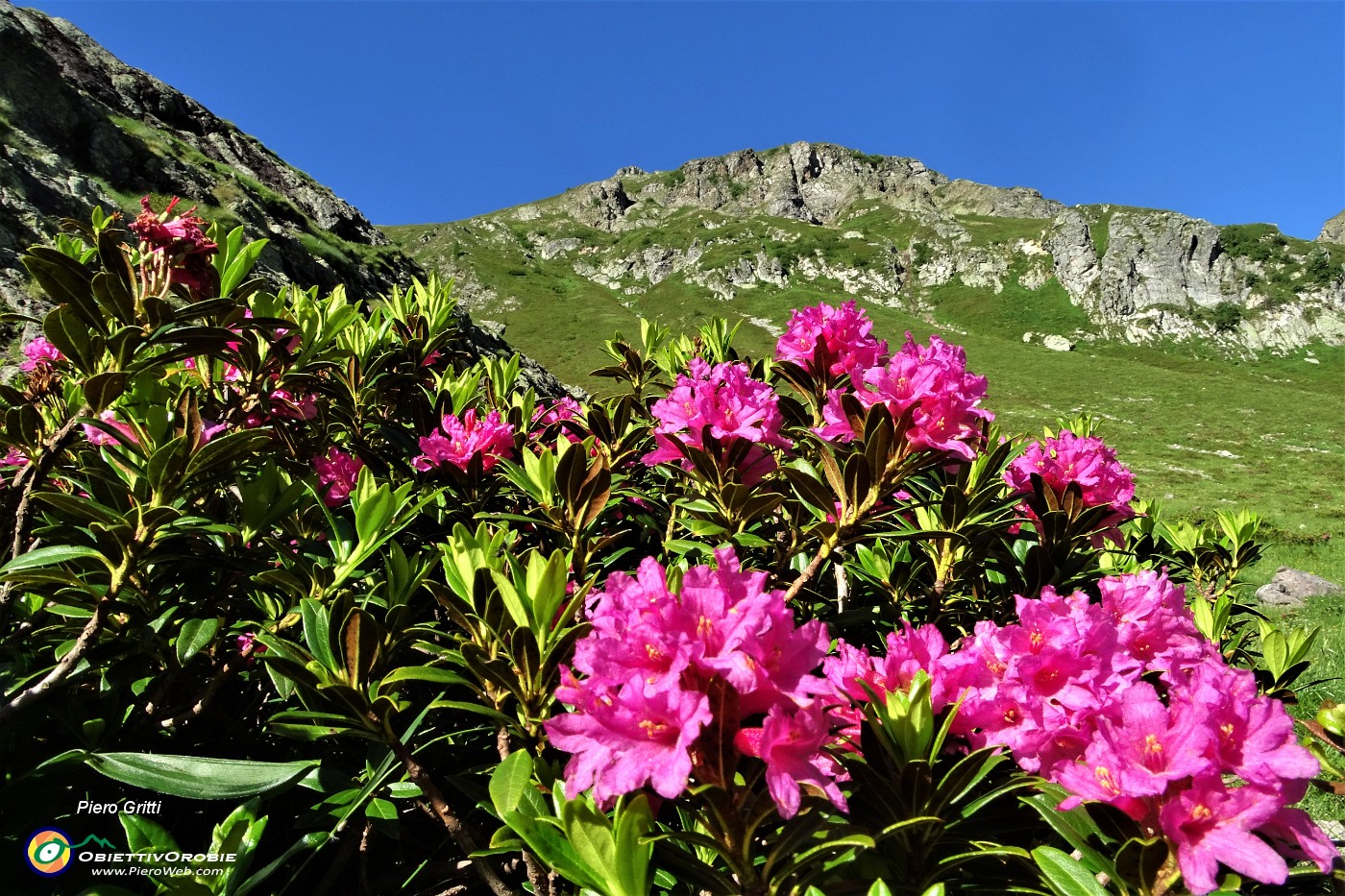13 Splende il rosso intenso dei rododendri rossi (Rhododendron ferrugineum).JPG